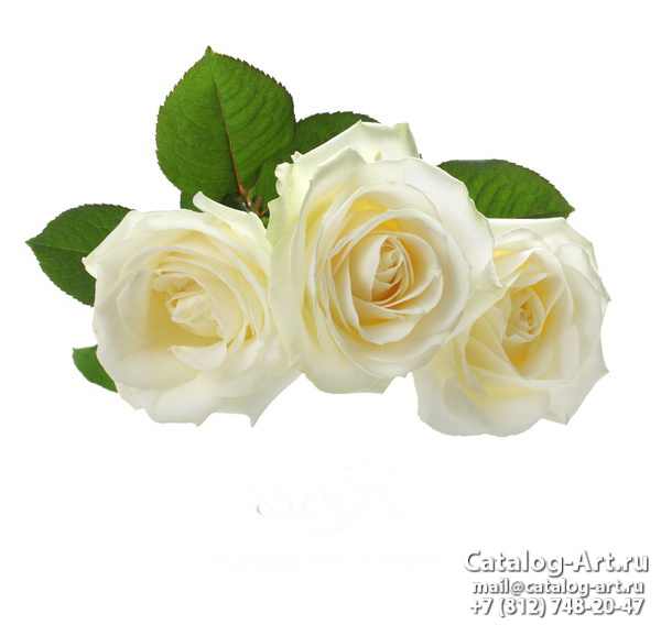 White roses 9